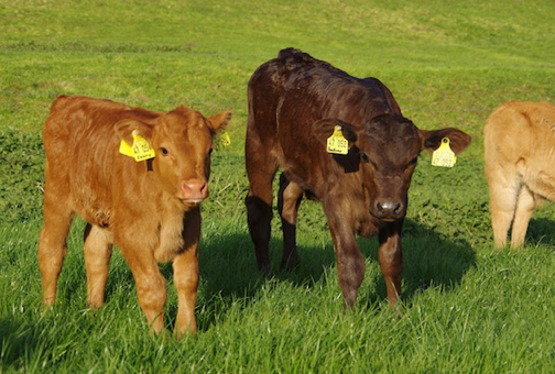 Das Fleisch von Gras gefütterten Tieren ist reich an Omega-3-Fettsäuren.