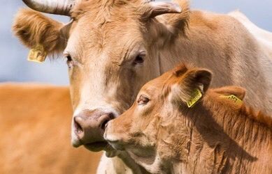 Ein landwirtschaftlicher Betrieb wird zu einem Ökosystem